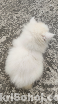 Persian cat